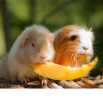 offical guinea-pigs