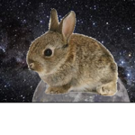 Master Bunny's Group