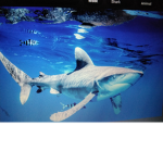 Sharks are yum