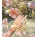 -+ambrosial roses+-