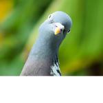 {~Pigeon-Voyageur~}
