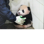 Panda Appreciation Club