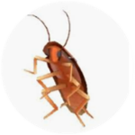 Just a Normal Cockroach