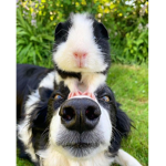 Cute animals fans
