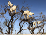 Goats In Trees