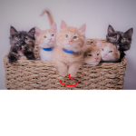 Chillin' Kittens