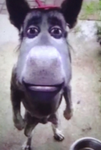 Captiandoge