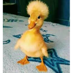 Pato Legal