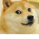 The Doge Fan Group (New)