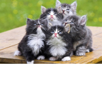 Le Catz