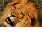 Lions lions lions