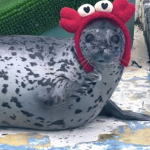 Silly Seal Society