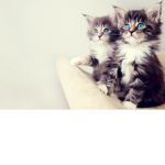 ' / nightkittens \ '