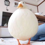 great calamitous union of duckies