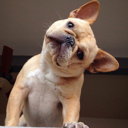 French Bull Doggos Are Awesome Line Runner!!