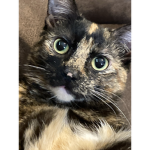 Potato the cat fan group
