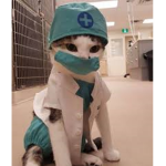 Cat squaddd