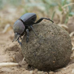 DUNG BEETLE FAN CLUB