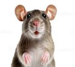 bounty rats........