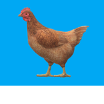 Chicken Chicken Army