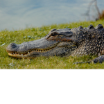 aligators of the Ever glades