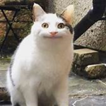 cat gang cats only uwu