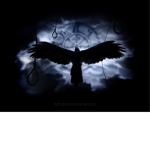 the black crows in the dark night