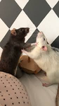 Rat group Community