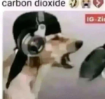 dogfart