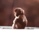 Lonely monke