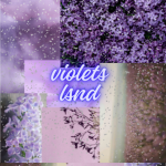 VioletsLand