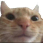 Top Da Hood Cats!