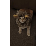 Sus cat studios
