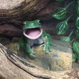 MushroomFroggo's Place Number: 1