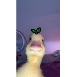 Duckziqq Headquarters