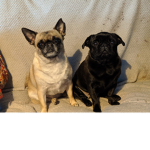 Pug kings