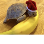 Turtle Squad and Banana Squad