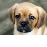 Doggy friend oh ya
