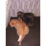 Rose lavender and violet cute little kitten