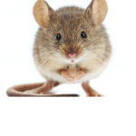 Mice of robloxia