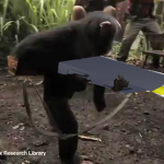 ASC | Mataro Monkeys