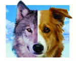 Doge and Wolf's Amazing Group!