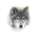 Wolf KING forever