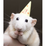 Rats are cool