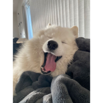 Emily's Happiness