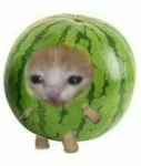 watermelonz team
