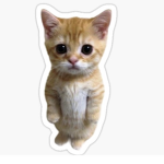 El gatø