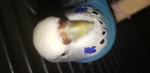 Birb Squad!!!