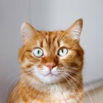 FRIENDS CAT!!!
