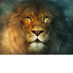 Narnia Shirts Inc.